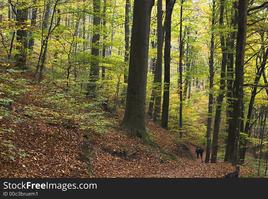 Forest track