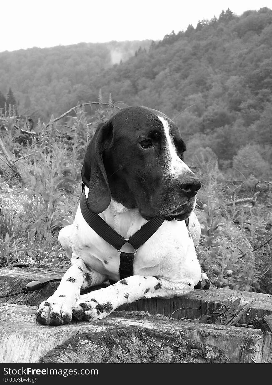 Dog braque d auvergne