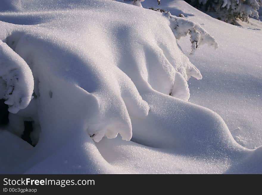 Closeup of pine branches covered with snow. Closeup of pine branches covered with snow