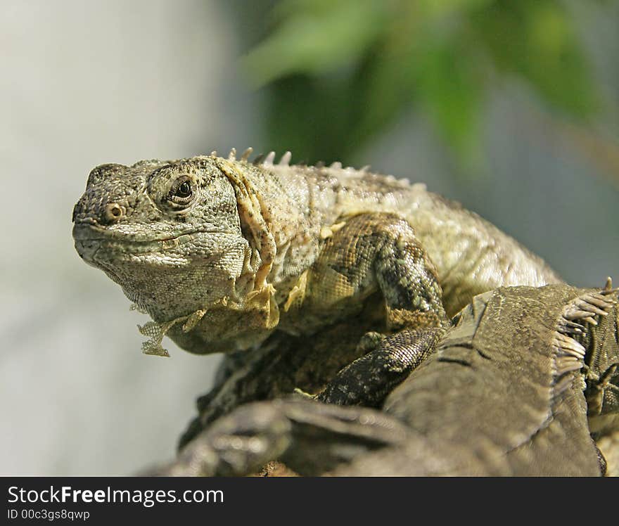 Portrait of Nice Spiny-tailed Iguana. Portrait of Nice Spiny-tailed Iguana