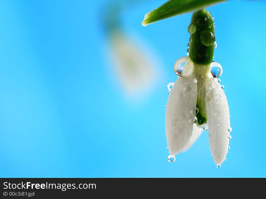 Snowdrop flower against blue background