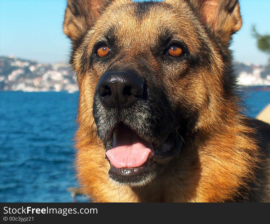 Glance of wolf dog, shiny, bright day, near the bosphorus, istanbul