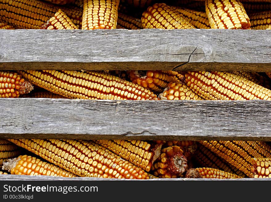 Organic corn animal feed stored for winter. Organic corn animal feed stored for winter