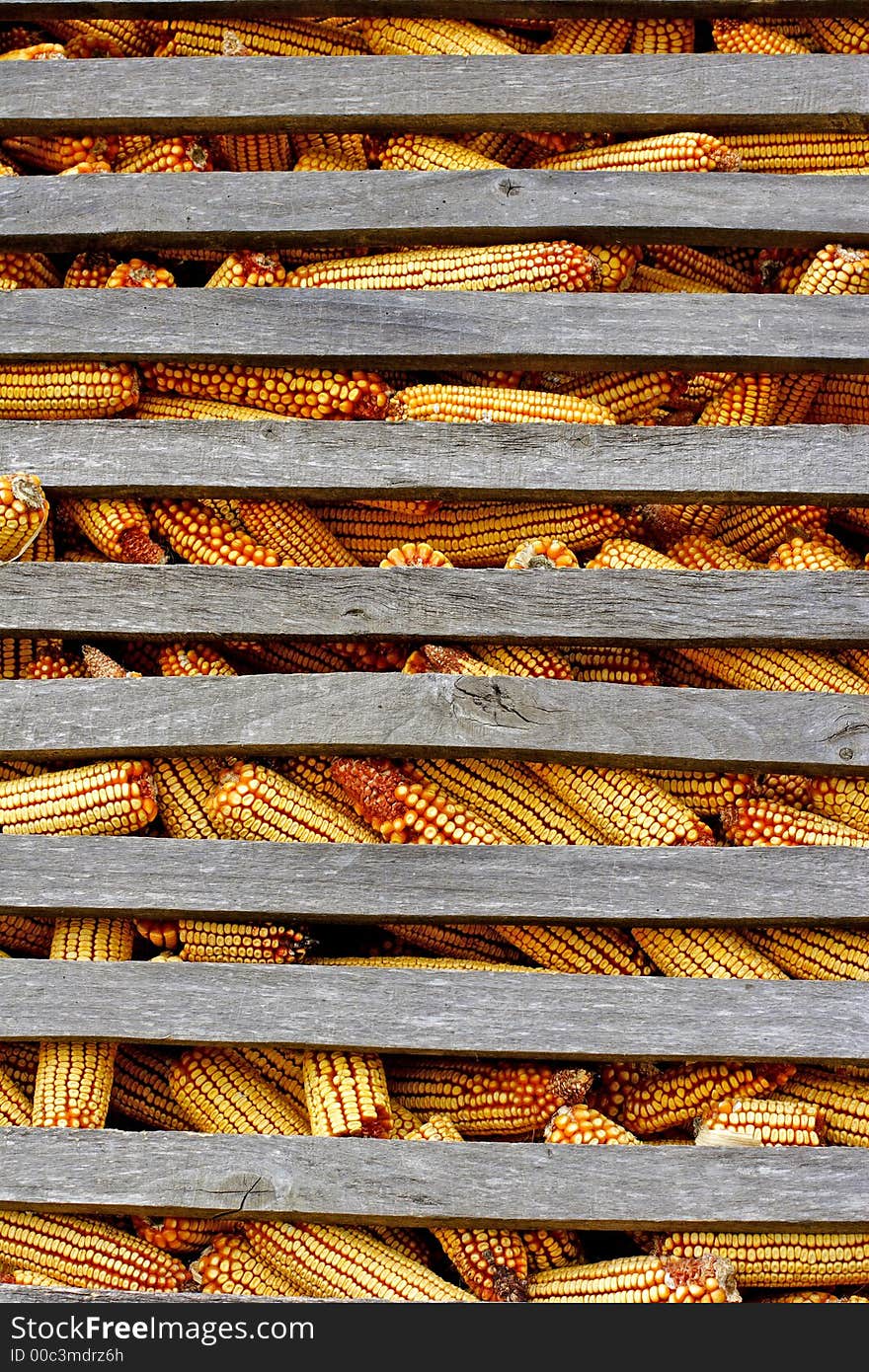 Organic corn animal feed stored for winter. Organic corn animal feed stored for winter