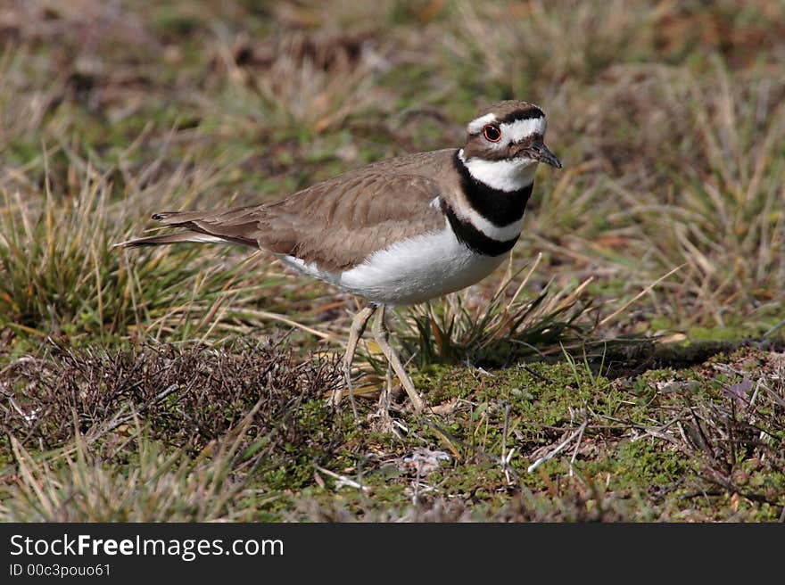 Close up of a Killdeer as it hunts for food.