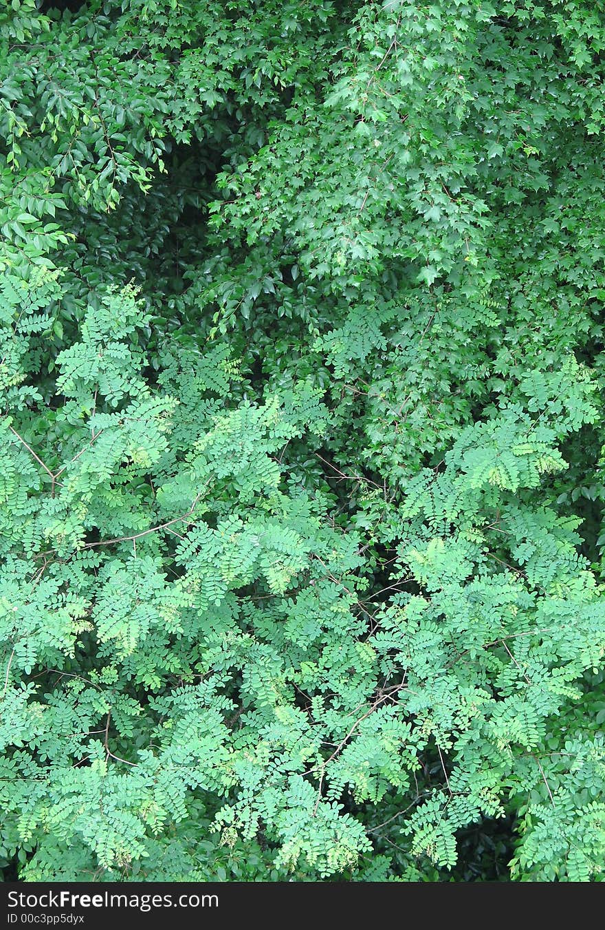 Lush foliage in the Smoky Mountains in southeastern USA