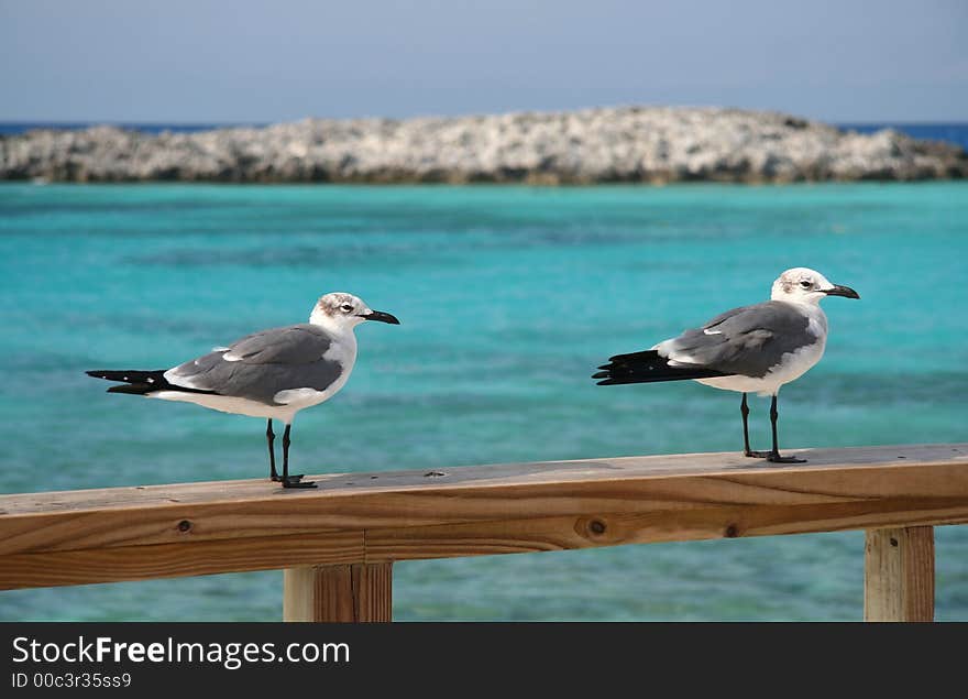 Two sea gulls sitting on a balustrade. Two sea gulls sitting on a balustrade