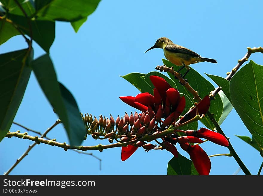 Humming bird feeding on a red flower