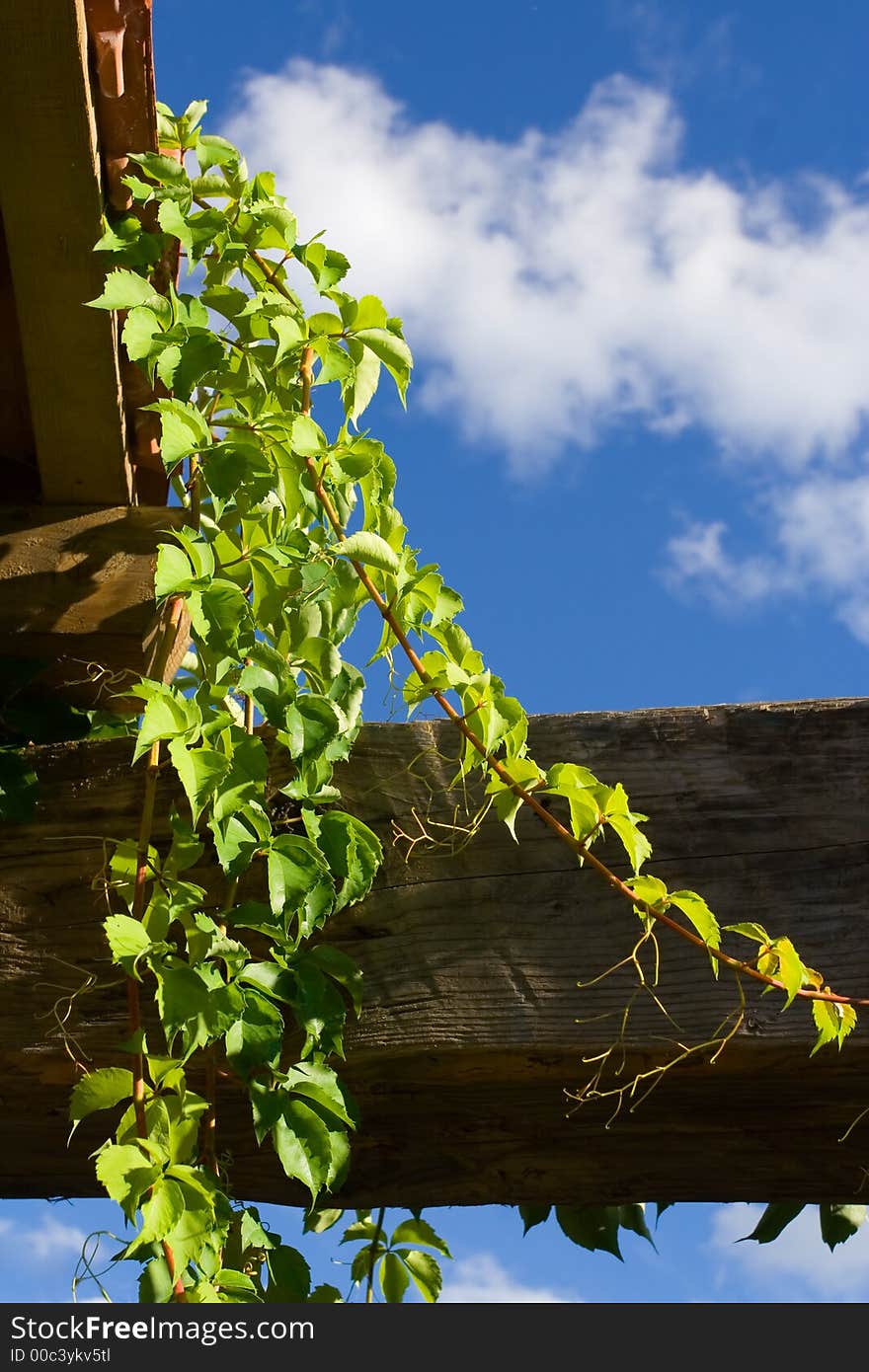 Vine on the edge of a old roof. Vine on the edge of a old roof