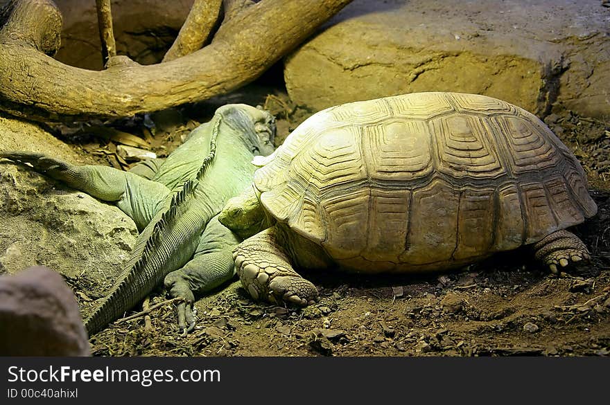 African Spurred Tortoise and Rhinoceros Iguana 1