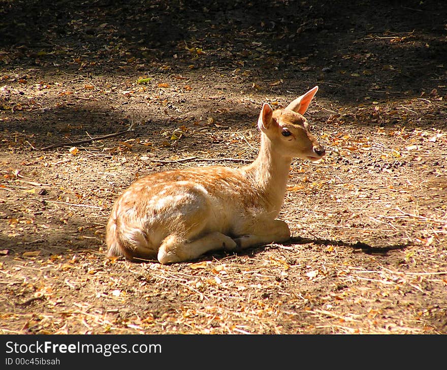 Young deer lying on the a ground at a zoo