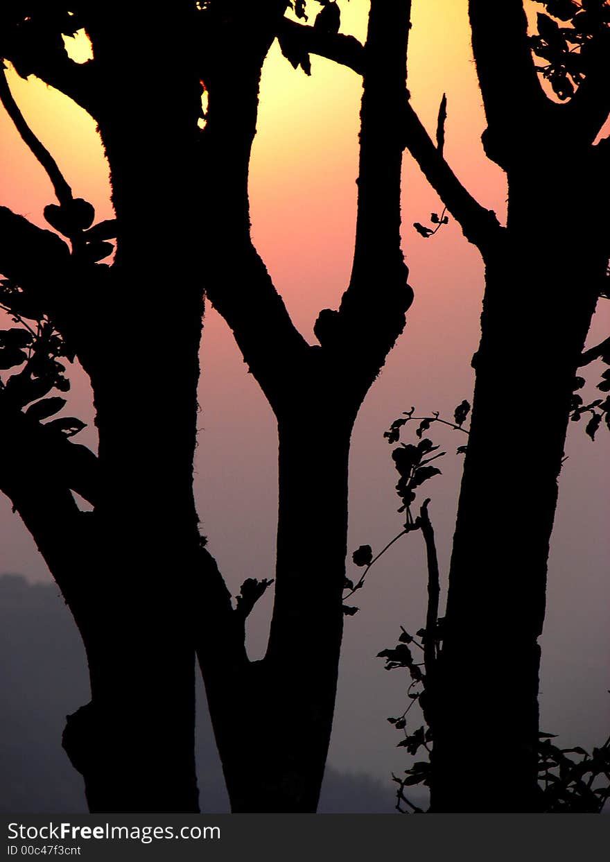 A nice view of colors in sky through tree branches. A nice view of colors in sky through tree branches