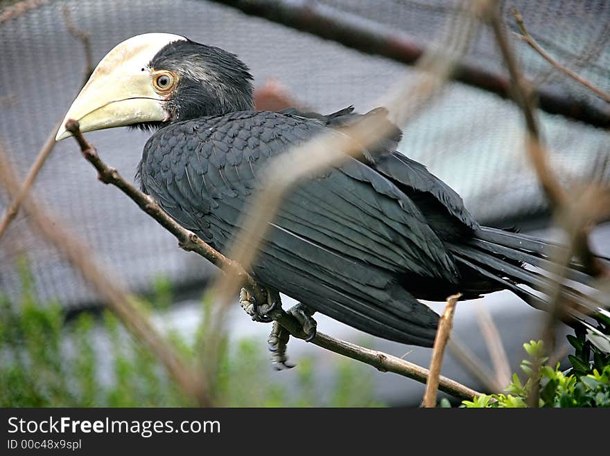 View of Great Indian Hornbill. View of Great Indian Hornbill