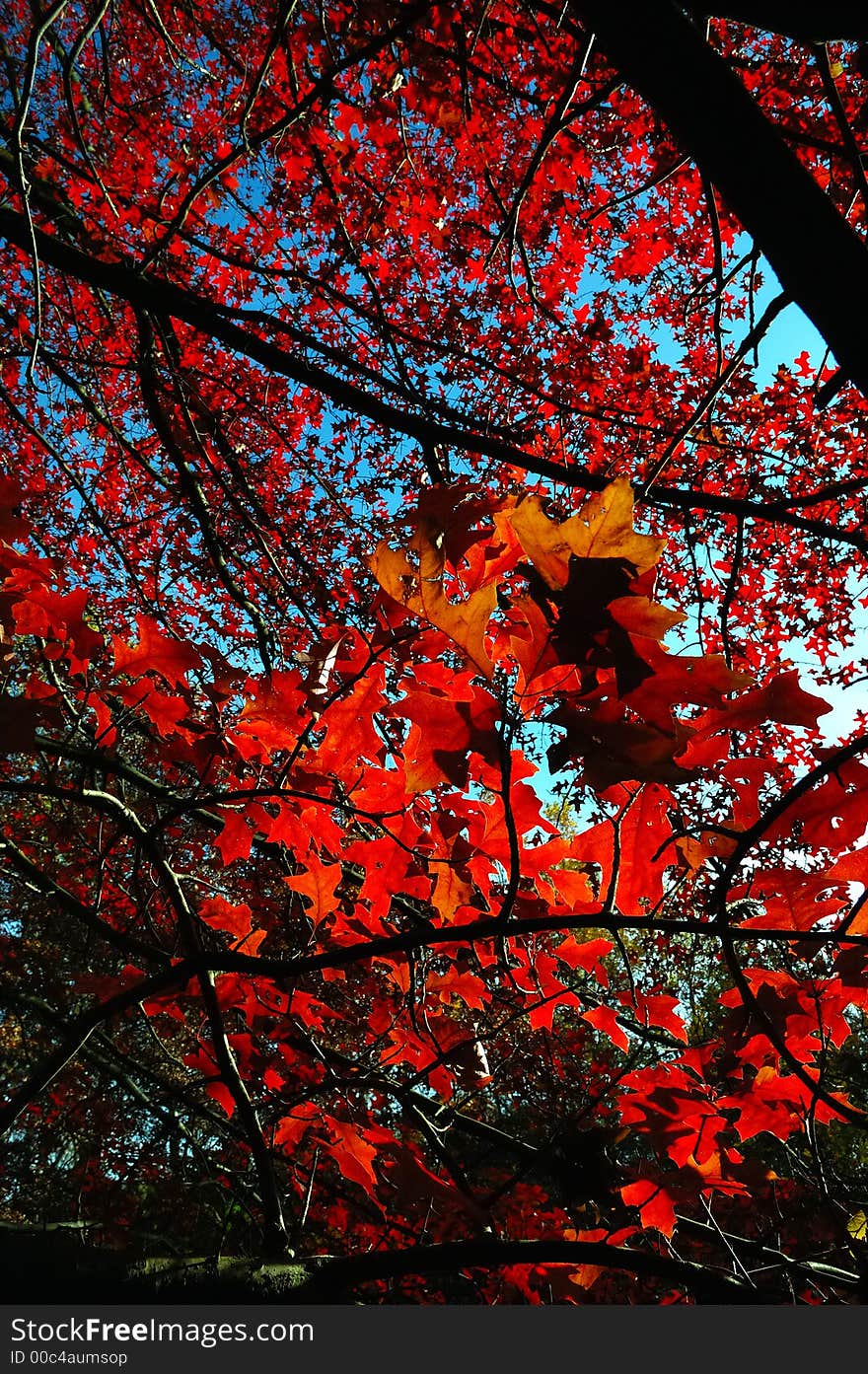 Red leafs in backlight , fall season