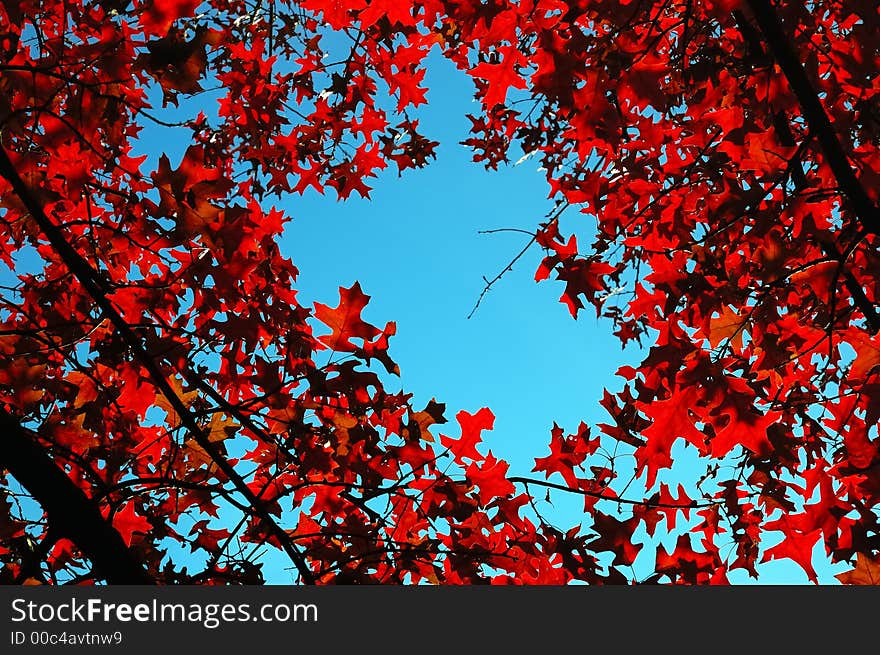 Red leafs in backlight , fall season