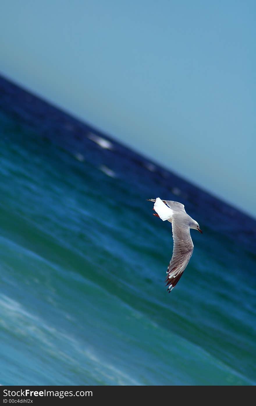 Flying sea-gull