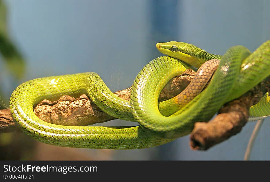 Red-tailed Racer Snake 1