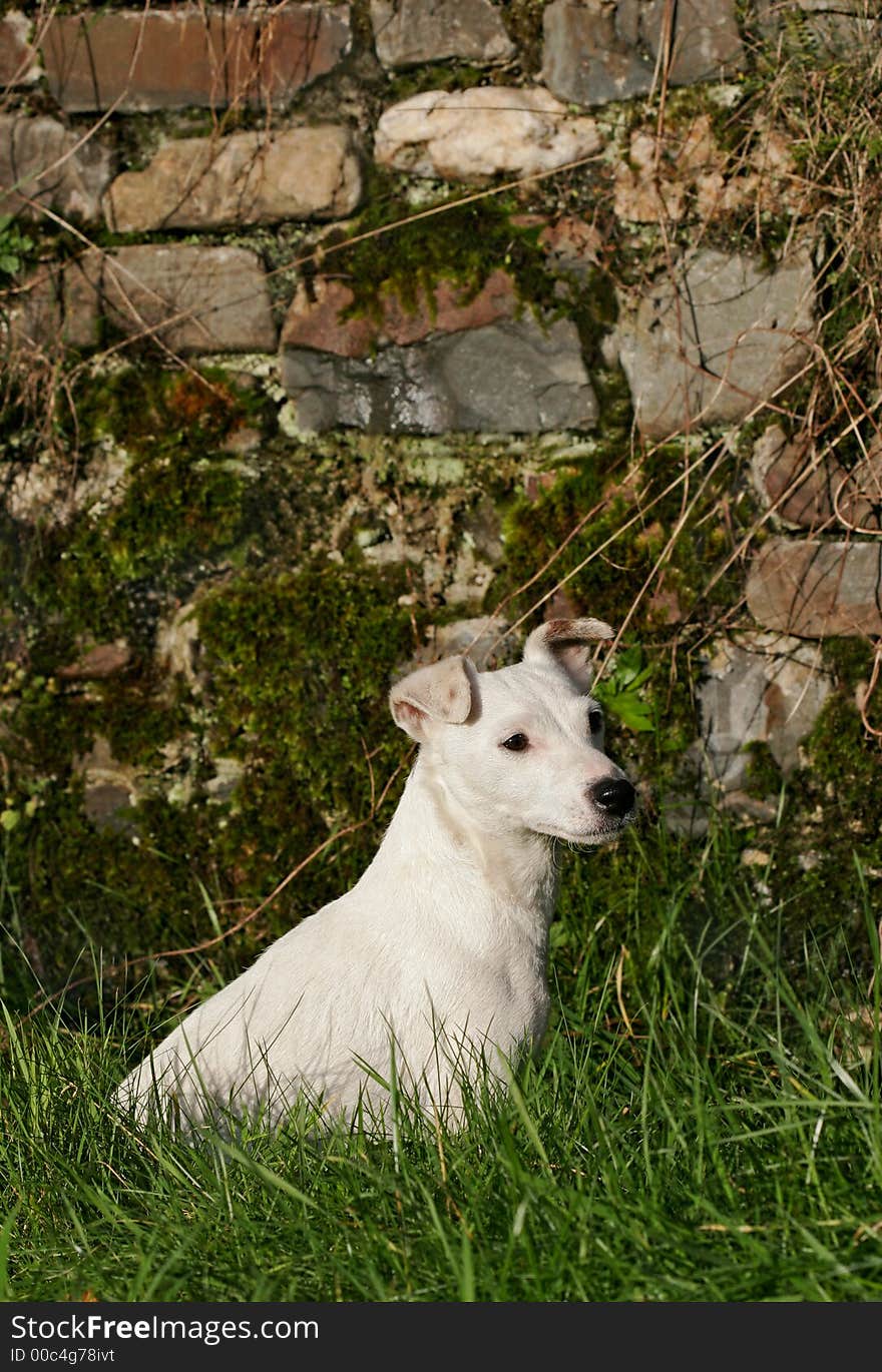 White Jack Russell terrier dog sitting on the grass.