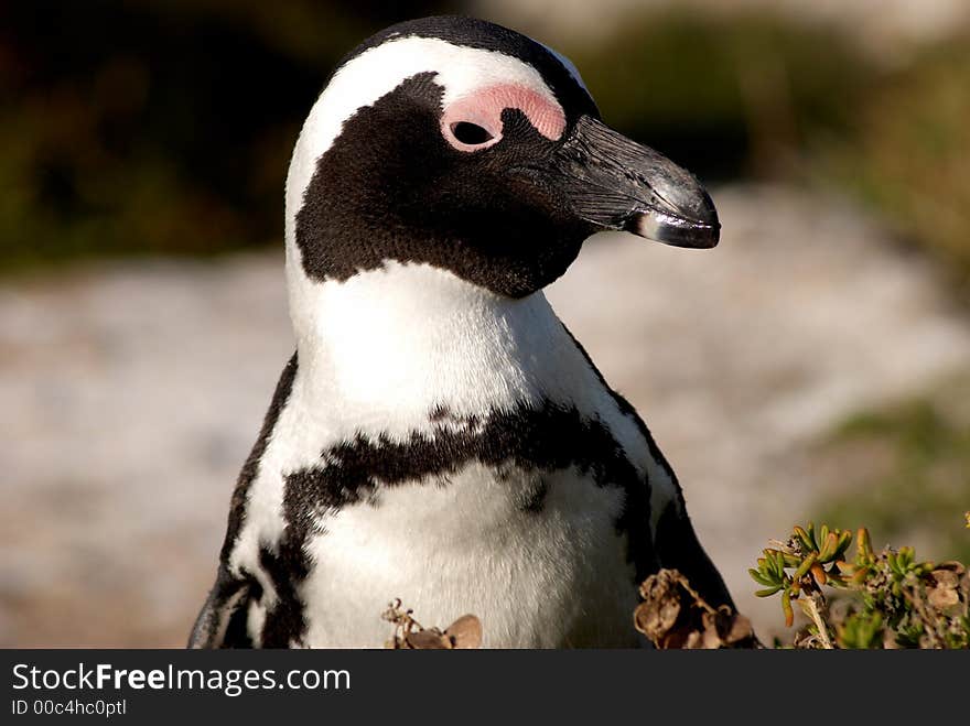 Penguin Close-up.