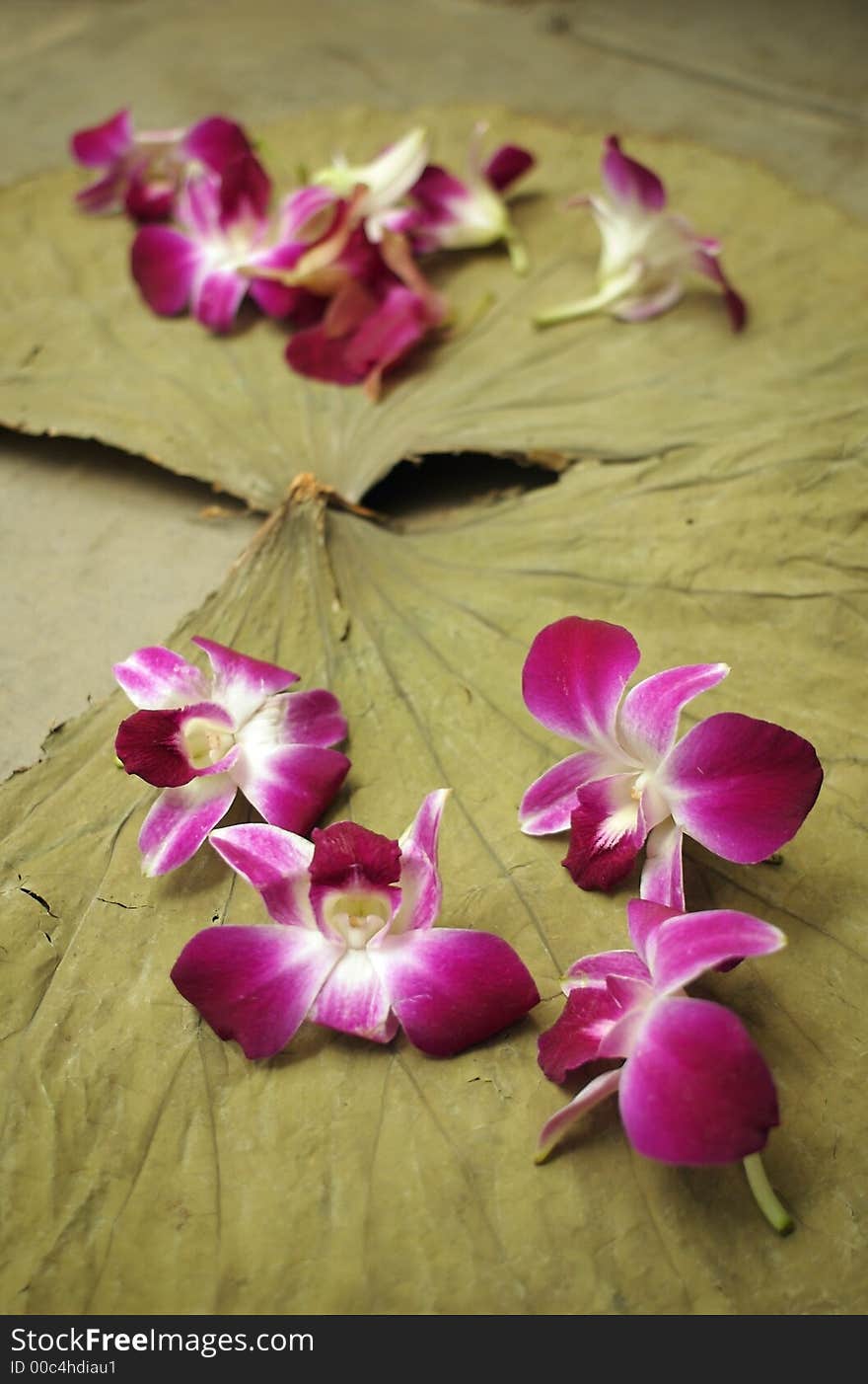 Magenta orchids scattered on large dry leaf. Magenta orchids scattered on large dry leaf.