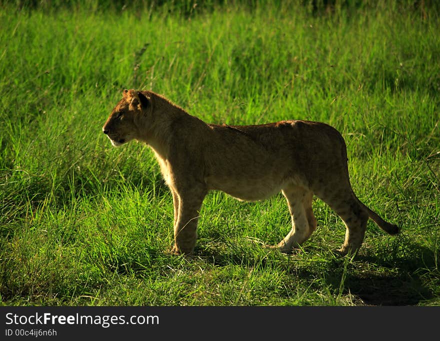 A lion cub stood in the grass Masai Mara National Reserve Kenya Africa