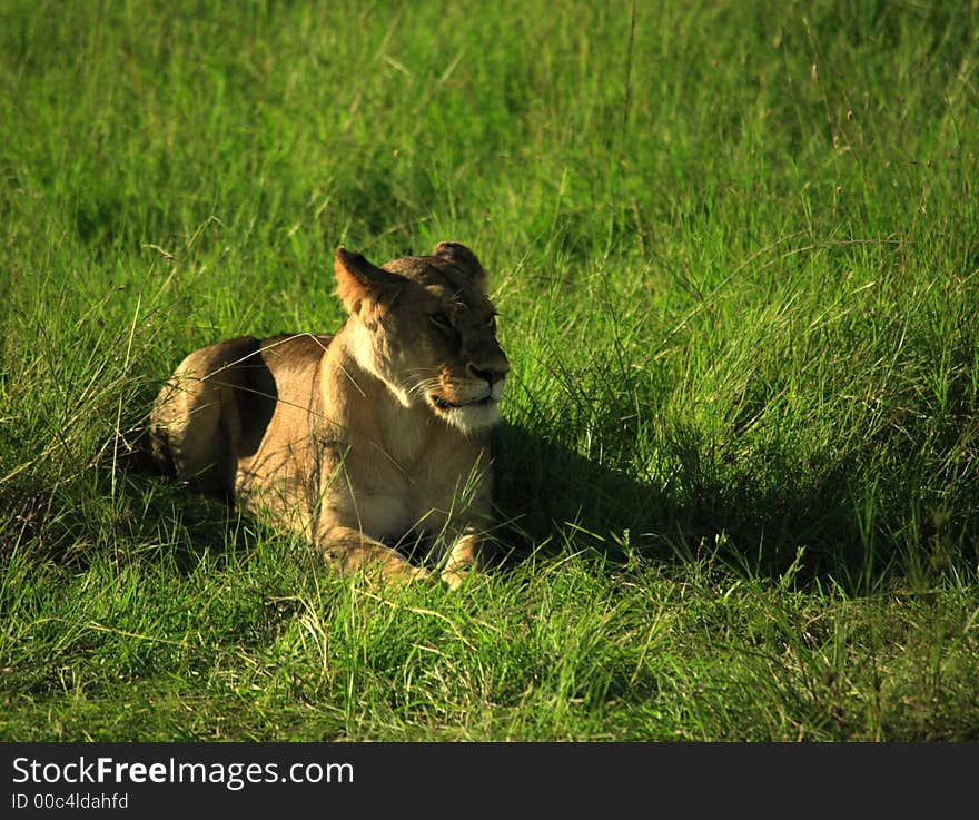 Female lion / lioness laid in the grass Masai Mara National Reserve Kenya Africa