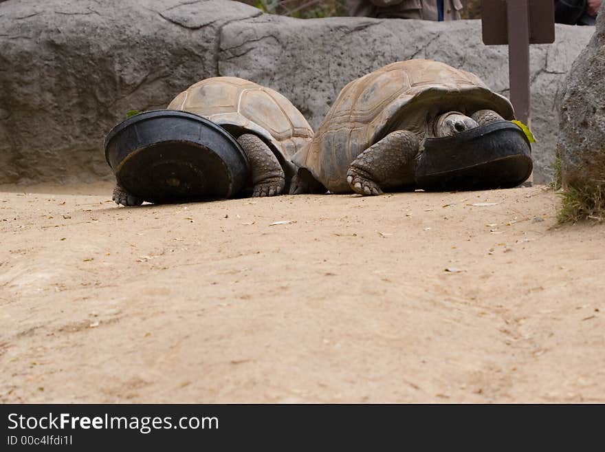 Two tortoises eagerly eating lunch. Two tortoises eagerly eating lunch.