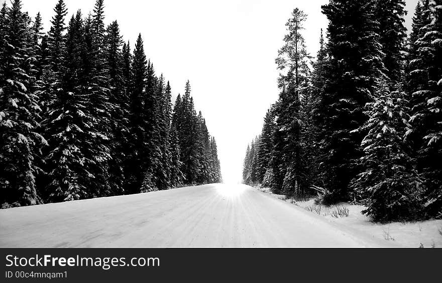 A shot down a street with evergreens on both sides. A shot down a street with evergreens on both sides