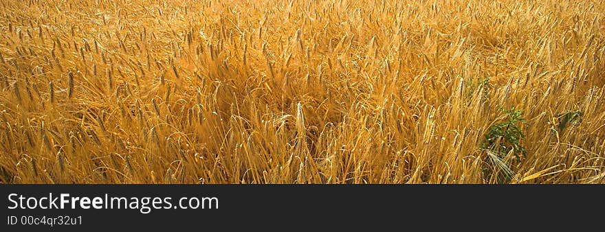 A photo of a corn fields in Denmark. A photo of a corn fields in Denmark