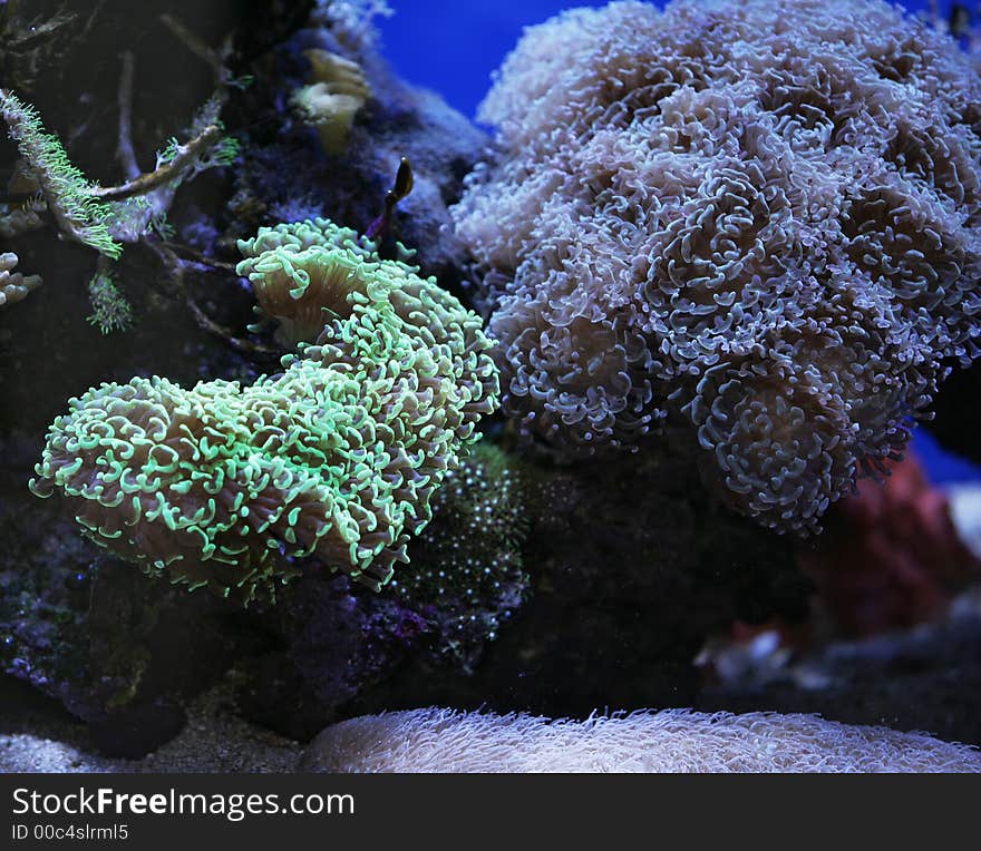 Photo of underwater tropical garden. Photo of underwater tropical garden