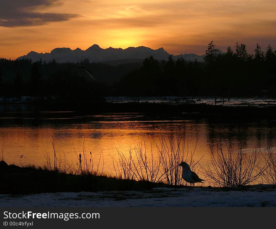 A Seagull watches the sun go down over the river delta. A Seagull watches the sun go down over the river delta.