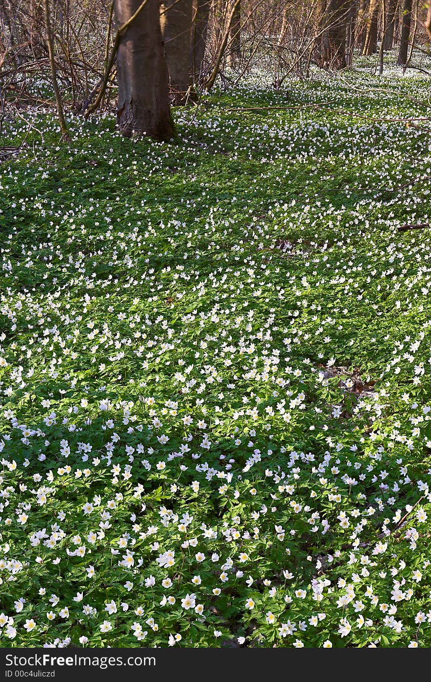 Forest Floor in Spring. Forest Floor in Spring