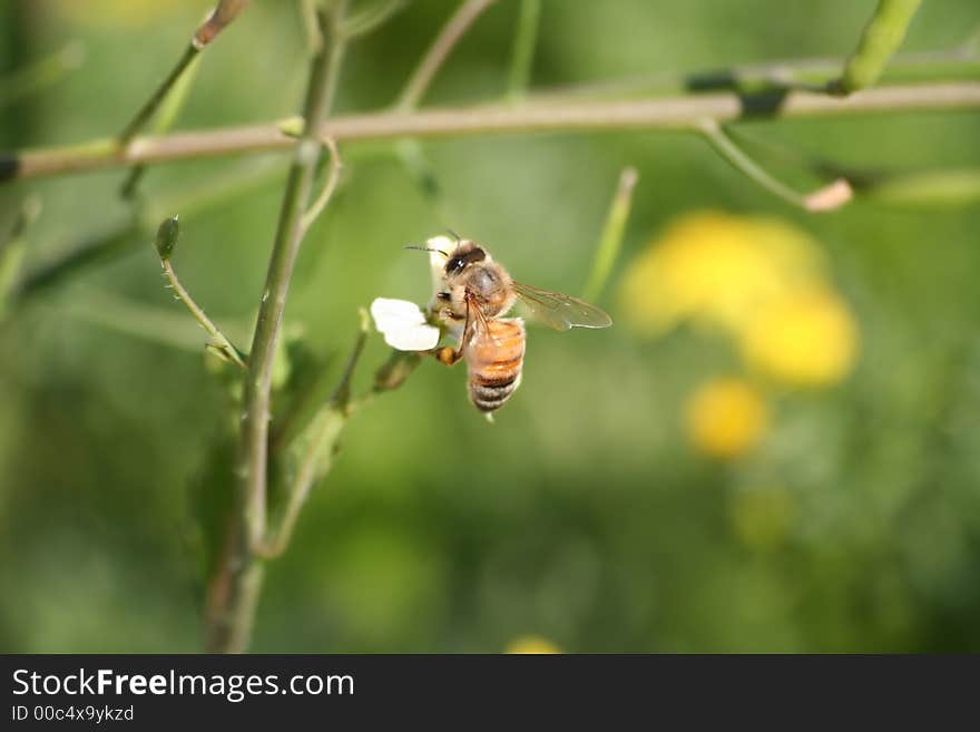 Fly bee on white flower