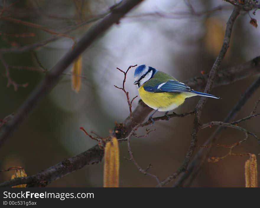 Blue tit on the branche of winter tree