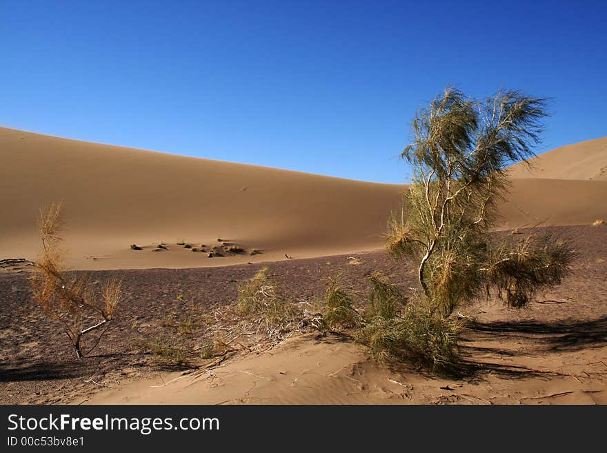 Desert tree near the Ile River. Asia. Kazakhstan