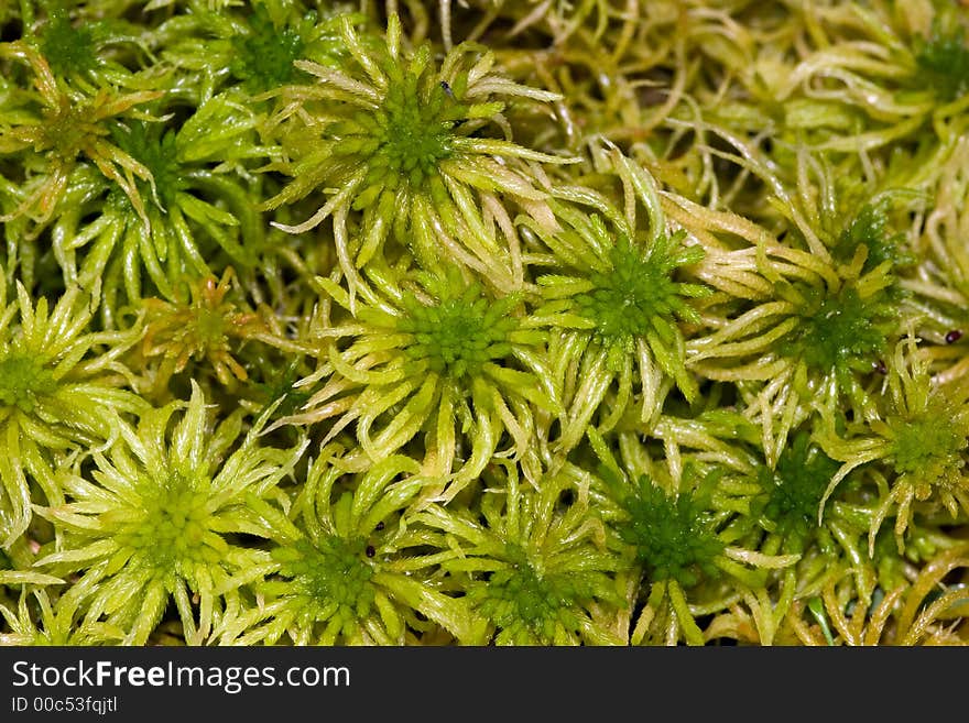 Green moss close up