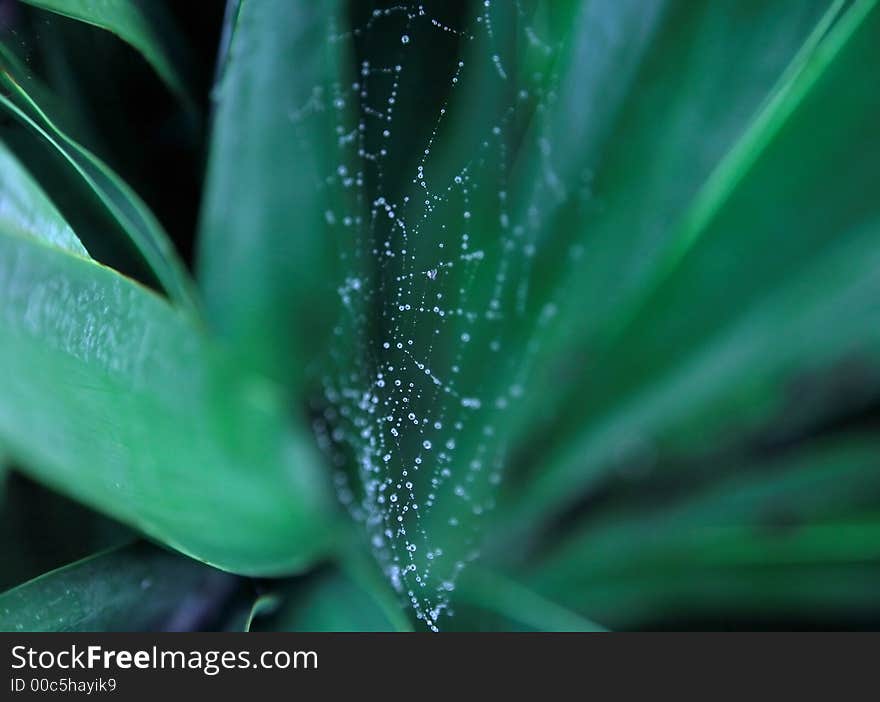 Raindrops on a spiderweb