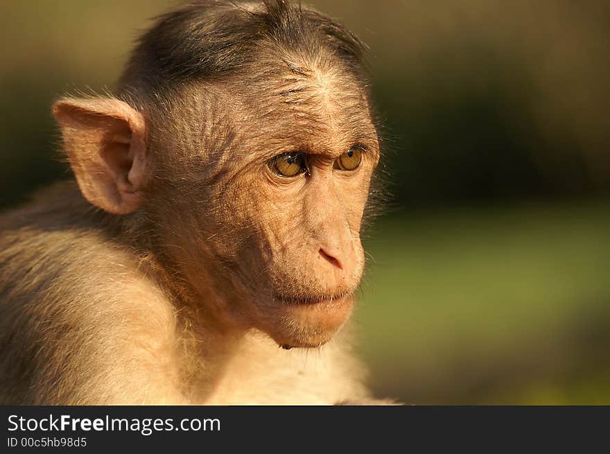 Close up of Macaca mulatta baby. Close up of Macaca mulatta baby