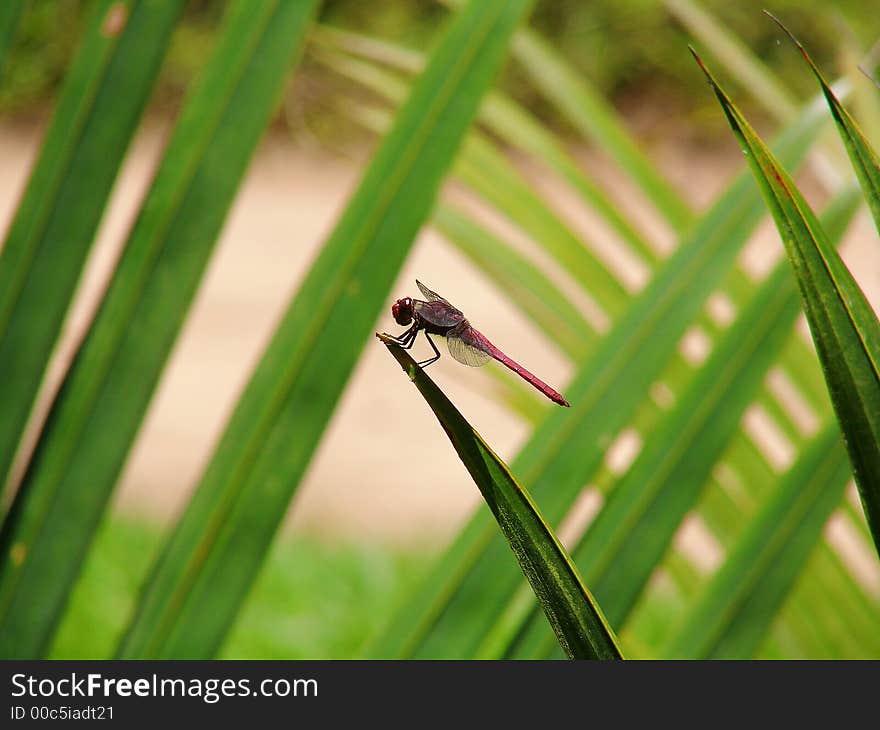 Red Dragonfly over a palm tree. Red Dragonfly over a palm tree