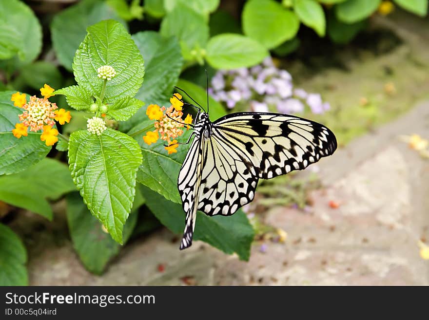 A butterfly feasting on a flower. A butterfly feasting on a flower.