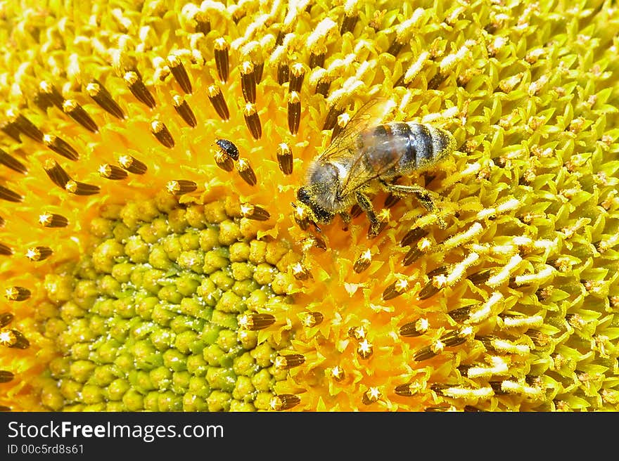 Bee collects nectar on yellow sunflower