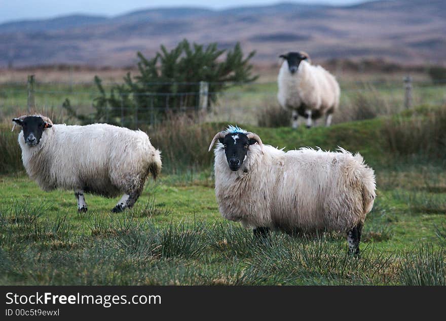 Highland Sheeps