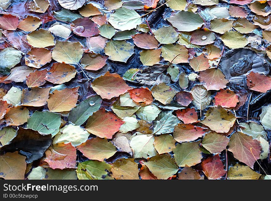 Autumn leafs floating in water.