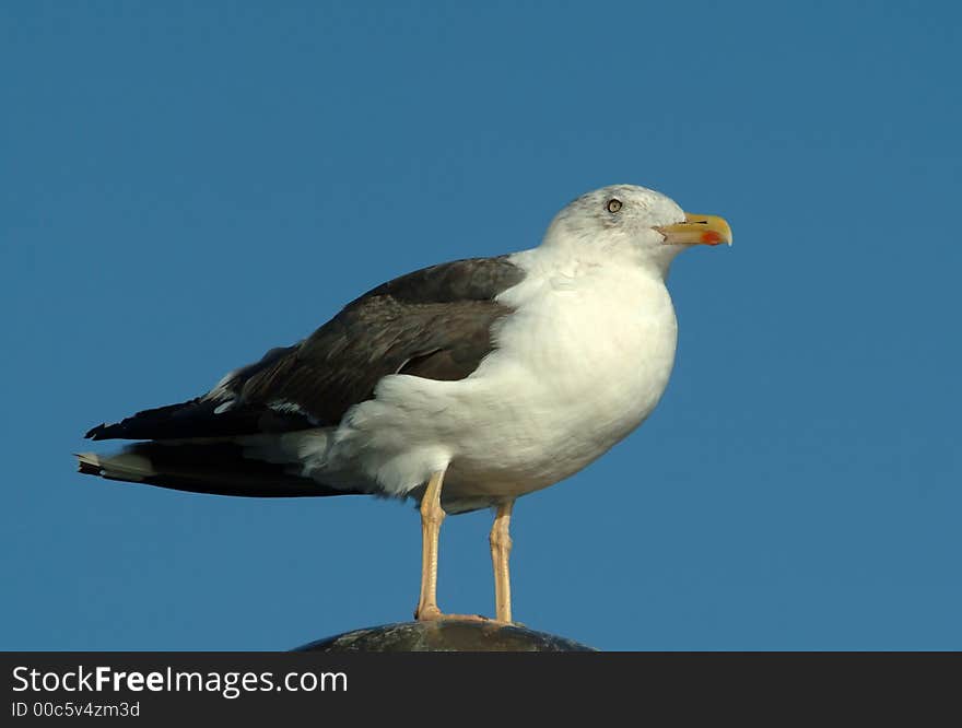 Seagull portrait