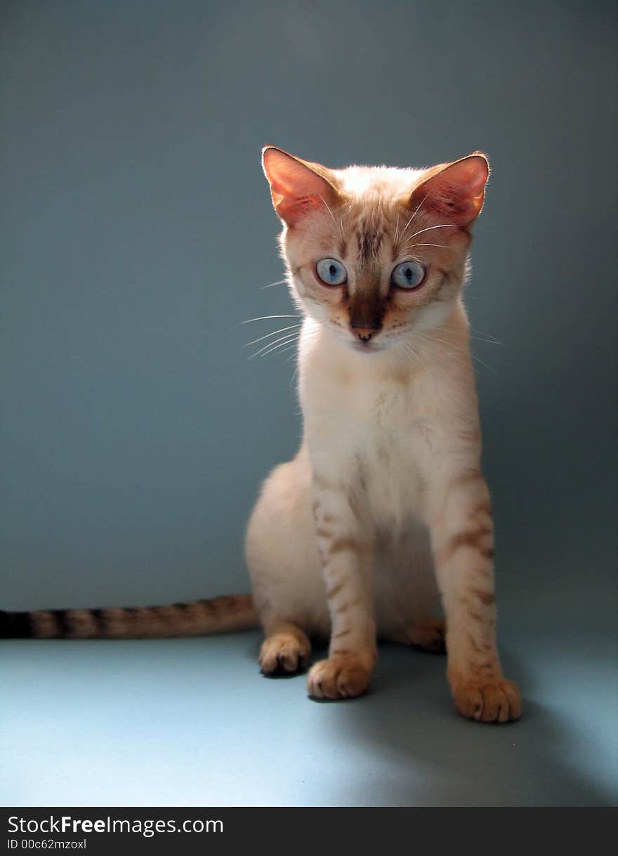 Bengal kitten portrait