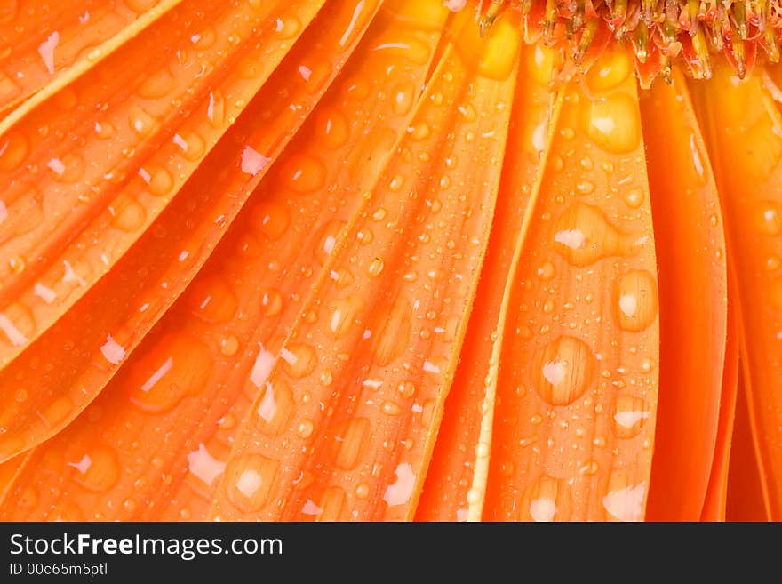 Closeup of orange daisy with water droplets. Closeup of orange daisy with water droplets