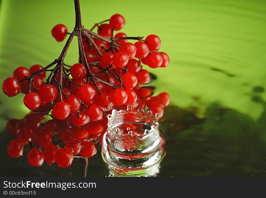 Guelder-rose 4