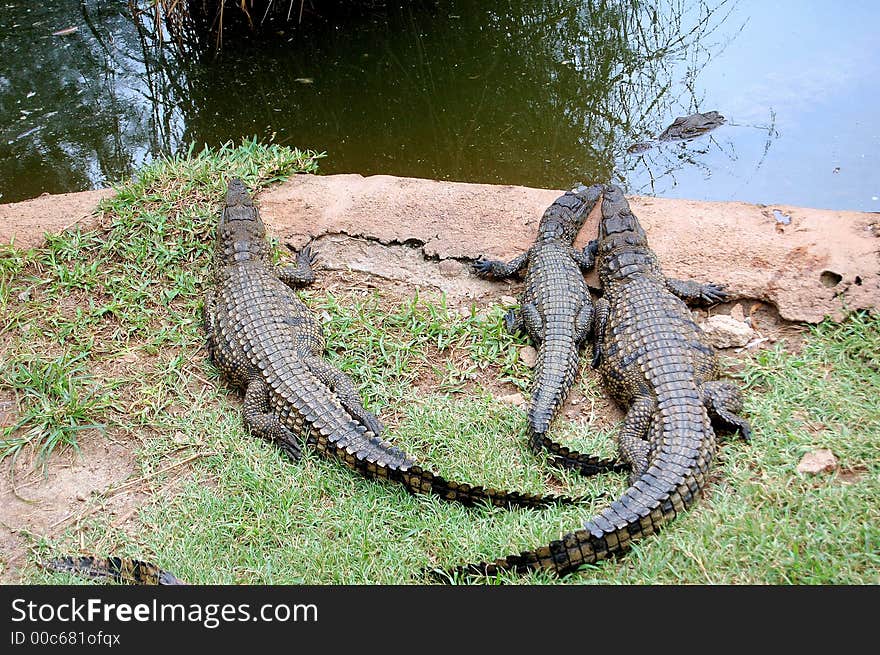 Crocodiles-poses-water-brown soil -green grass. Crocodiles-poses-water-brown soil -green grass