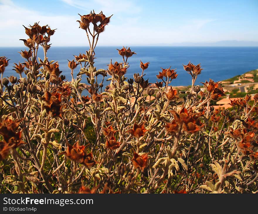 Some strange red flowers in Sardinia, near the sea