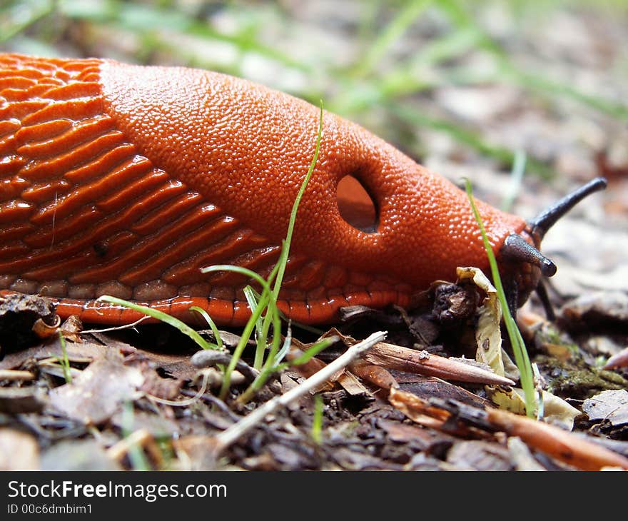 Red slug